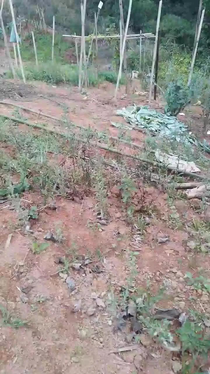 Daddy_capixaba on Cam4 